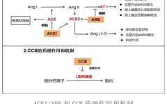 The Golden Partner of Antihypertensive Drugs: A+C Plan