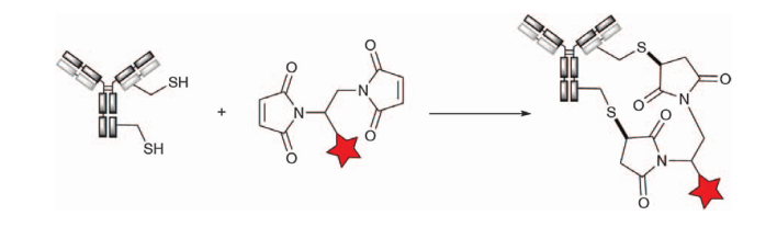 Four Classic Site-Specific Coupling Technologies for ADCs