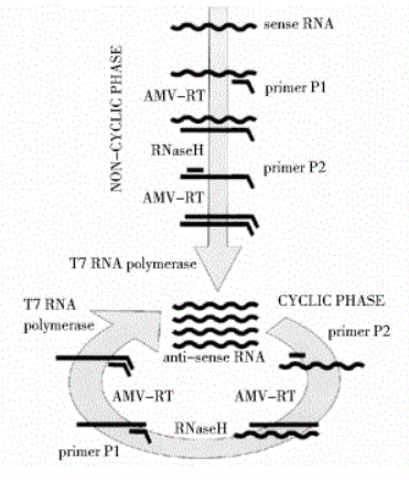 Molecular Diagnosis Technology Comprehensive Analysis Trilogy