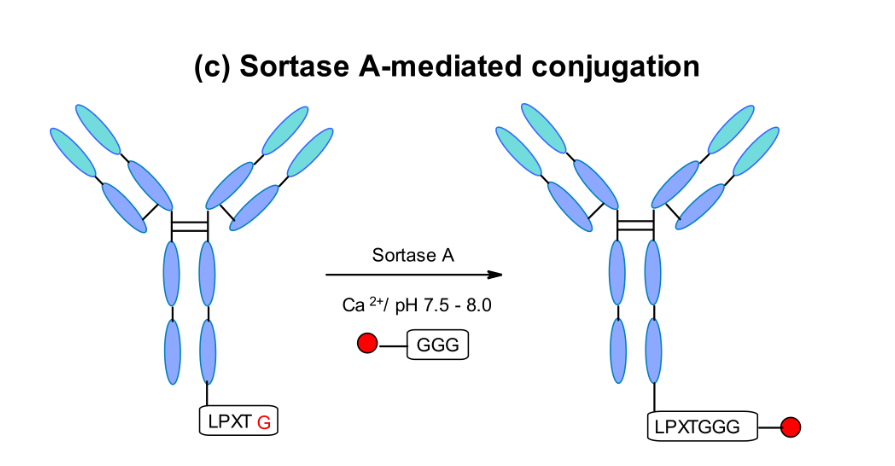 Overview of ADC Linker and Connector Technologies