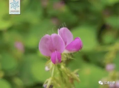 Overview of Desmodium Styracifolium (Broad Moneywort)
