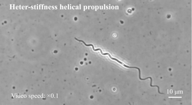 One-Step Formation Method of Sperm-Like Structure Microrobots for Drug Delivery