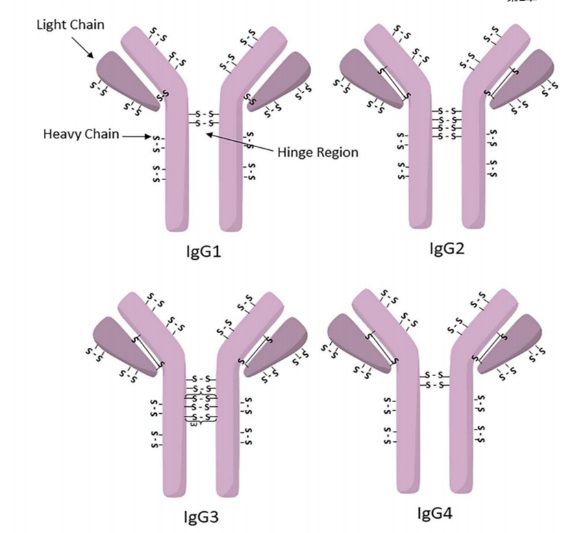 Characteristics and Coupling Methods of ADC Toxins