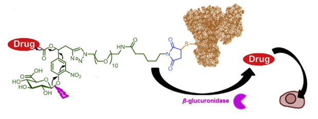 Technical Insights into 15 ADC Drugs and Future Innovations