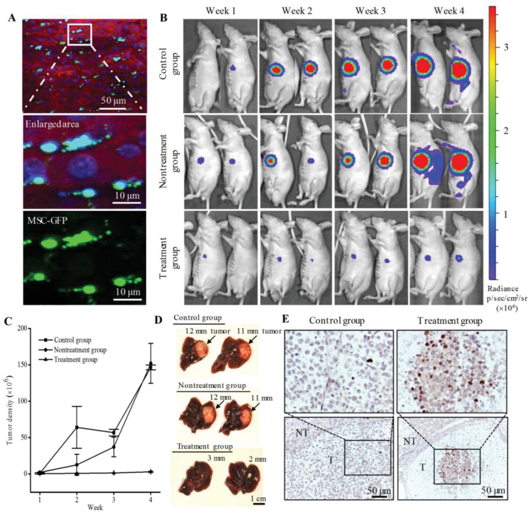 Degradable Microrobots for Targeted Cancer Therapy