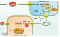 Role of Lactate Dehydrogenase in Tumor Metabolism and Development of Antitumor Drugs Targeting It
