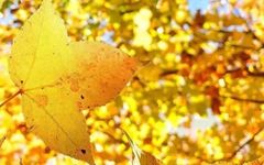 10 Basic C Language Algorithms You Often Encounter