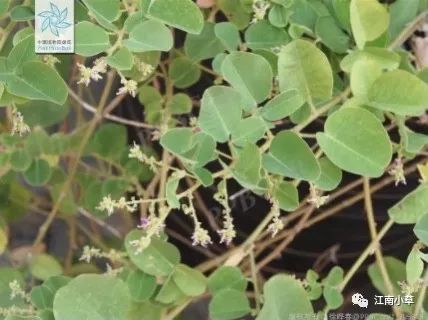 Overview of Desmodium Styracifolium (Broad Moneywort)