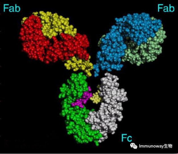 Principles and Color Matching of Secondary Antibody Selection