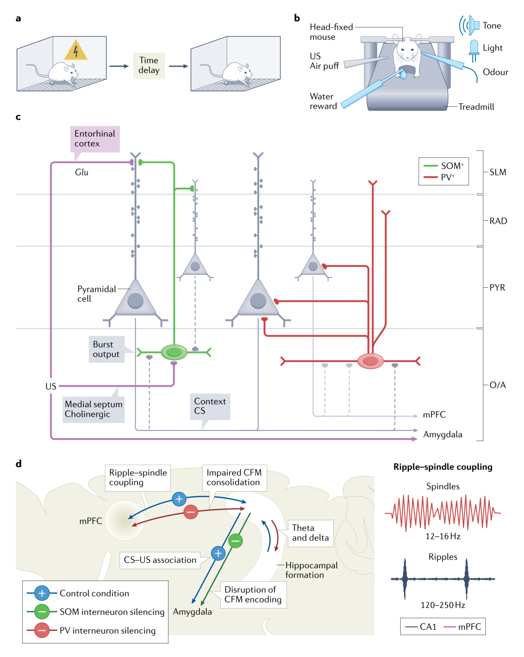 The Role of Inhibitory Circuits in Hippocampal Memory Processing