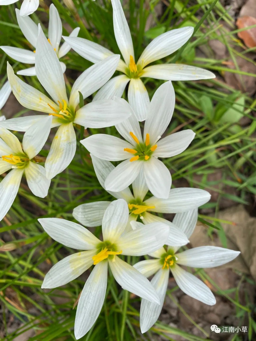 Understanding The Herb Zephyranthes Candidus