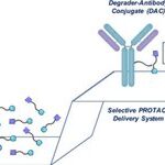 Degrader-Antibody Conjugates: Risks on the Path from Concept to Reality