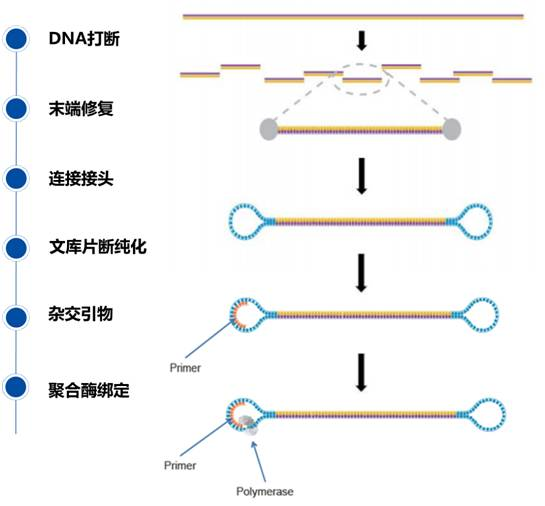 Molecular Diagnosis Technology Comprehensive Analysis Trilogy