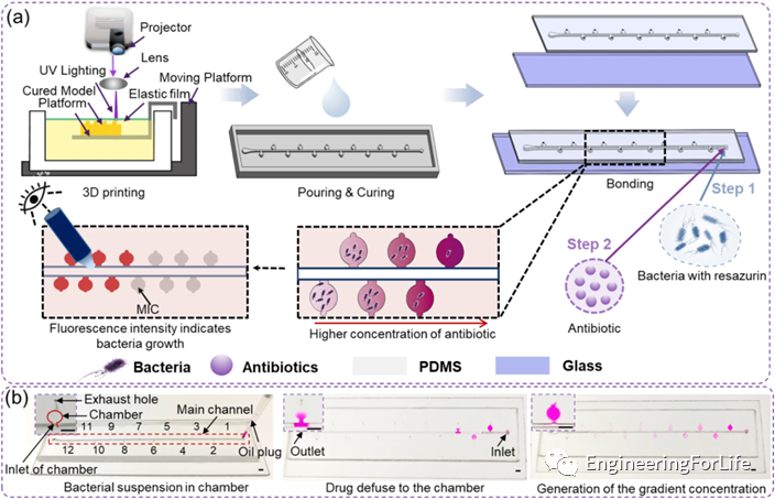 Applications of Projection Photopolymerization in 3D Bioprinting: Microneedles, Microspheres, and Microfluidic Chips