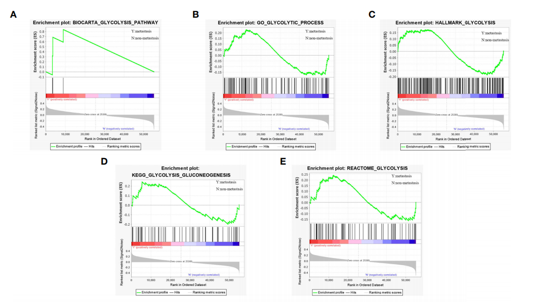 How to Download MSigDB Database Glycolysis-Related Genes