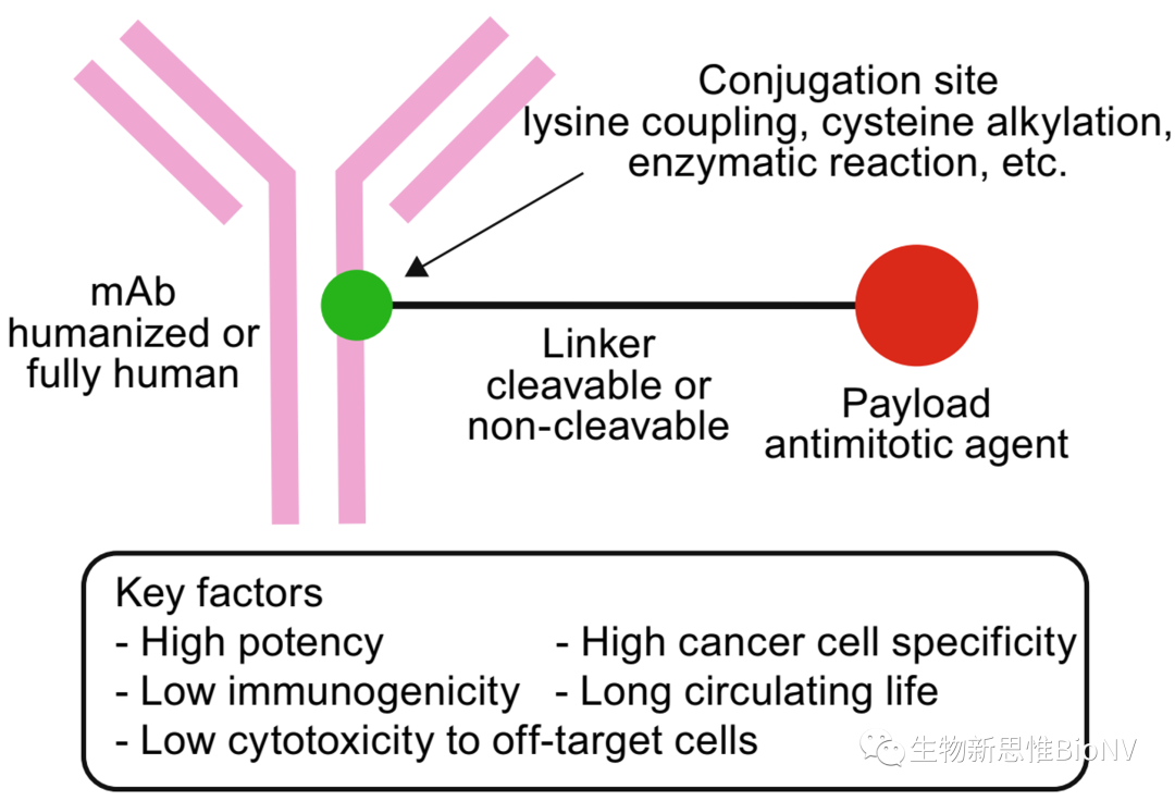 Key Considerations in ADC Design Based on Pharmacokinetics
