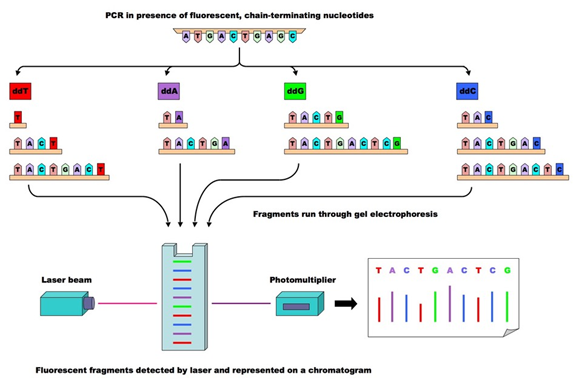 Molecular Diagnosis Technology Comprehensive Analysis Trilogy