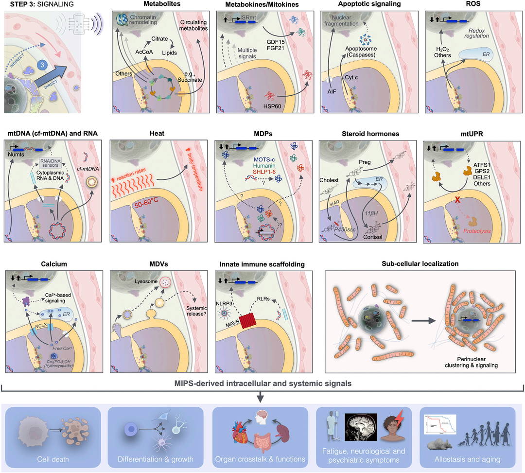 Mitochondrial Signal Transduction (Part 3)