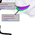 Frontiers in Cognitive Science: How to Improve Our Memory