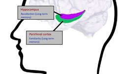 Frontiers in Cognitive Science: How to Improve Our Memory