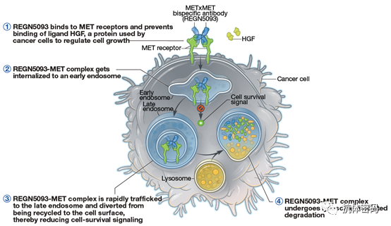 The Next Step for Bispecific Antibodies: Bispecific ADC?