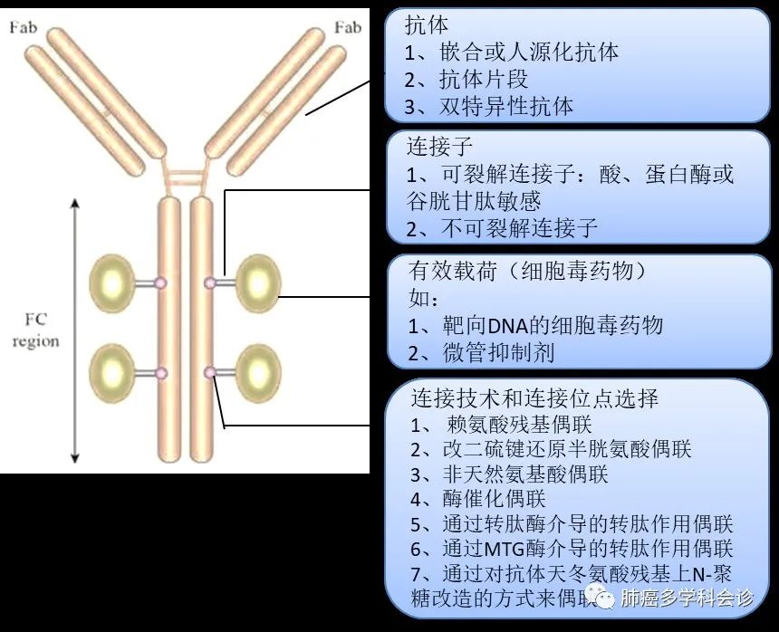 The Amazing 'Magic Bullet' - Antibody-Drug Conjugates (ADCs)