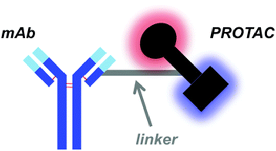 Coupled New Model! PROTAC + ADC = DAC (Directional Degradation Antibody Conjugates)