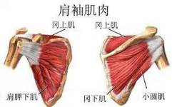 Key Aspects of Dynamic Stability in the Shoulder Joint