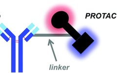 Coupled New Model! PROTAC + ADC = DAC (Directional Degradation Antibody Conjugates)