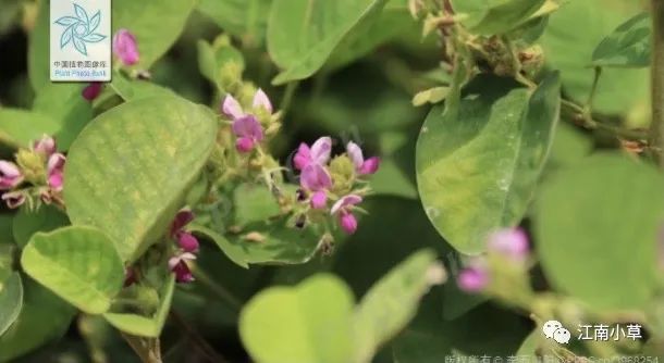Overview of Desmodium Styracifolium (Broad Moneywort)