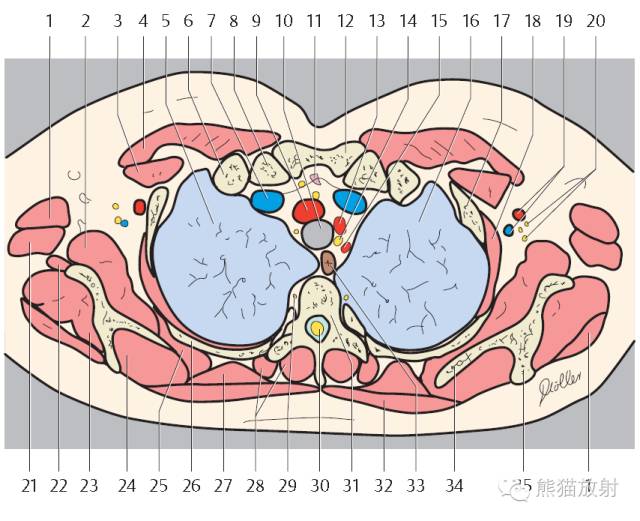 Chest Anatomy | Chest CT Cross-Sectional Anatomy