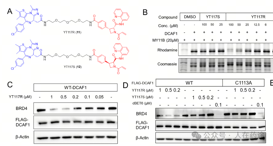 The Future of PROTACs and Molecular Glue: E3 Ligand Development Overview