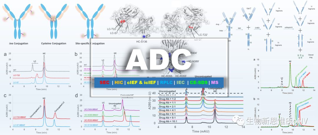 Characterization Techniques for Antibody Drug Conjugates (ADCs)