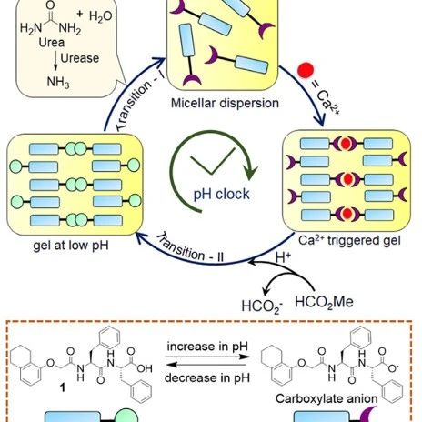 Glasgow University Dave J. Adams Group: Self-Stabilizing Hydrogel Biomimetic Systems