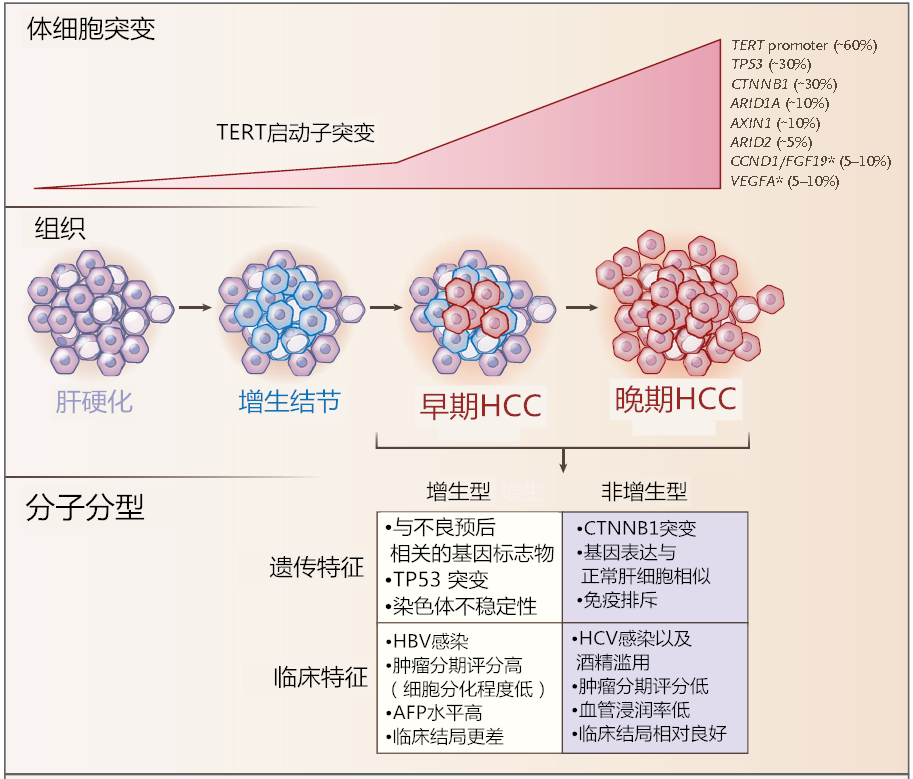 Pathological Diagnosis, Staging, and Classification of Liver Cancer