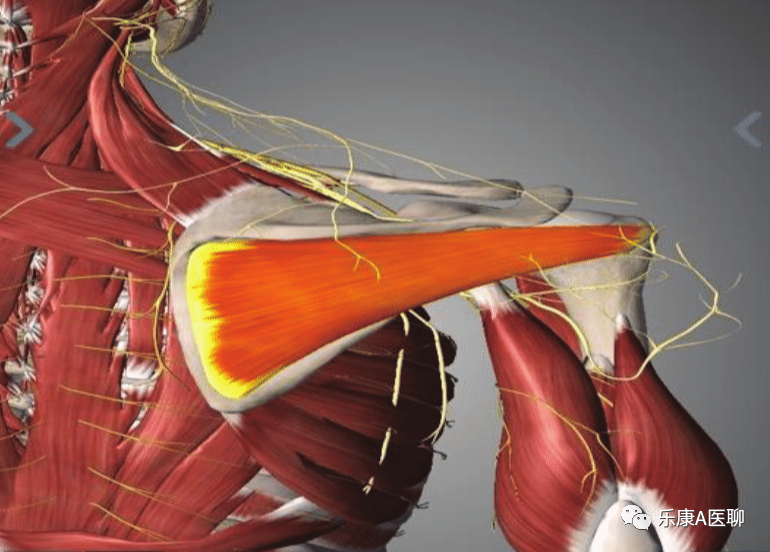 What We Should Know About the Infraspinatus Muscle