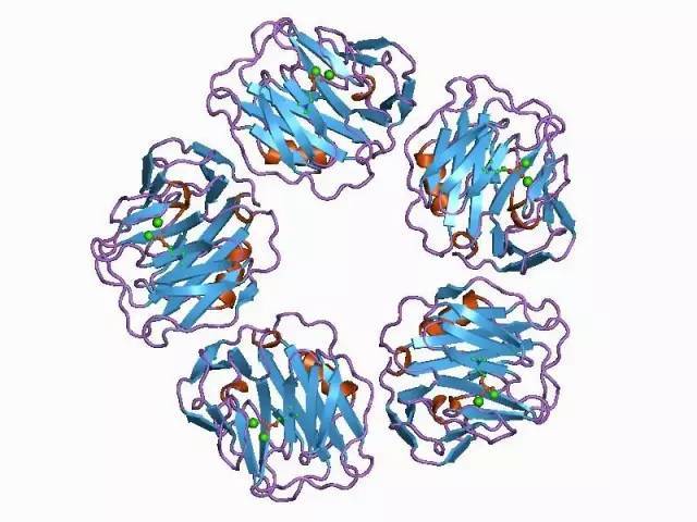Understanding C-Reactive Protein in One Article