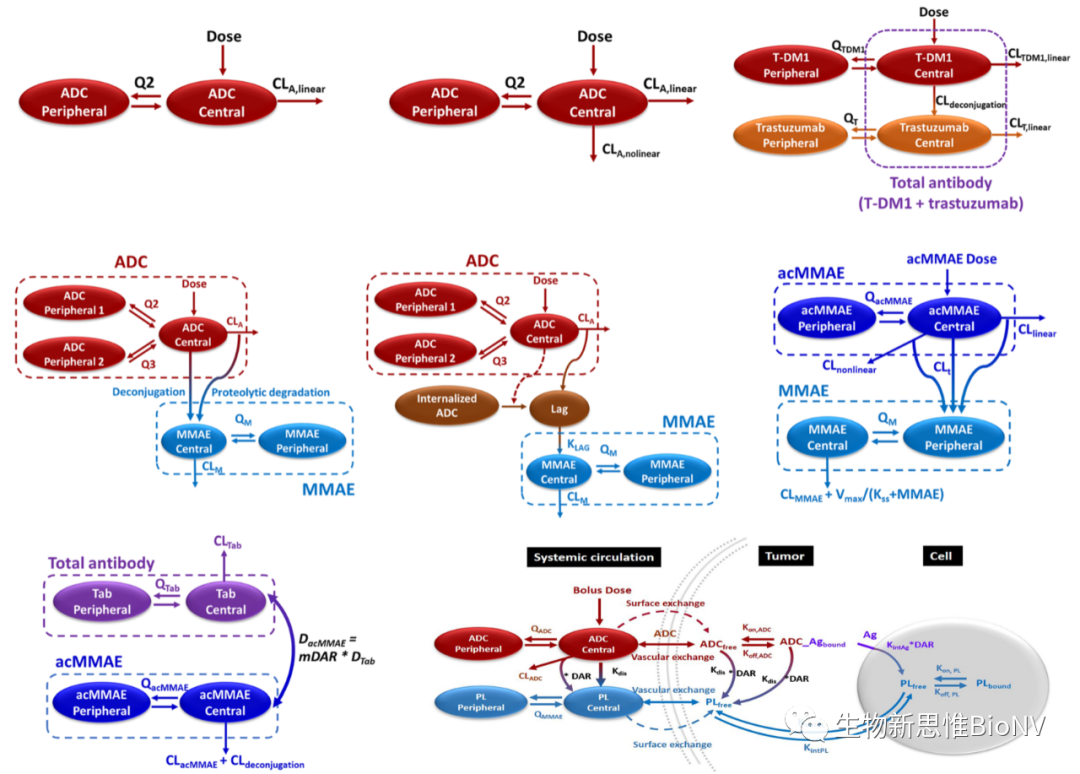 Key Considerations in ADC Design Based on Pharmacokinetics