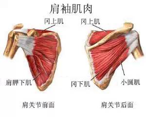 Key Aspects of Dynamic Stability in the Shoulder Joint