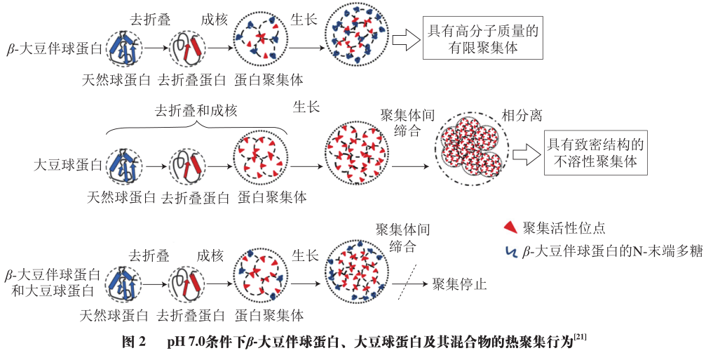 Research Progress on Soy Protein Component Preparation and Functionality