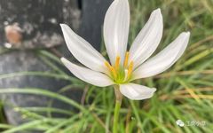 Understanding The Herb Zephyranthes Candidus