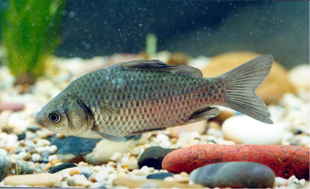Analysis of Proteus Vulgaris Harm to Carp and Countermeasures