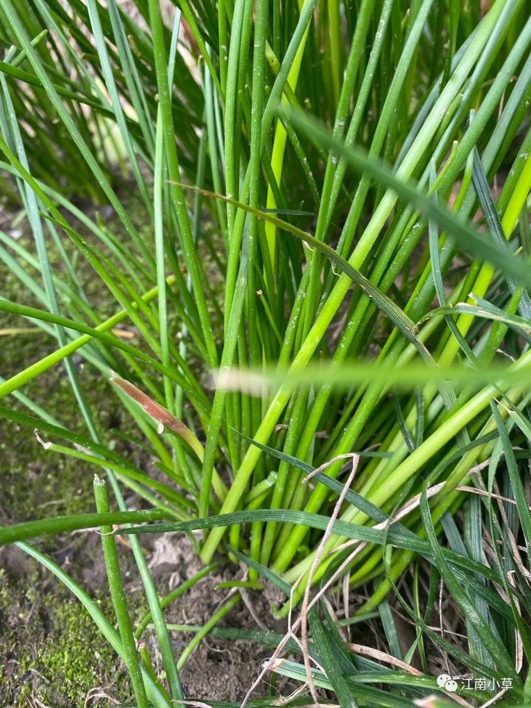 Understanding The Herb Zephyranthes Candidus