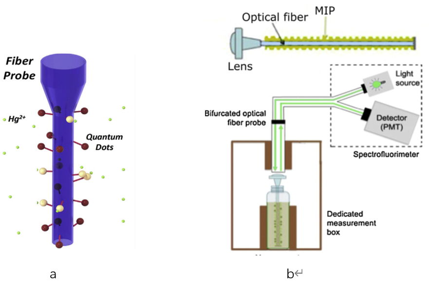 Rapid Water Quality Testing: Evanescent Wave Fiber Sensors