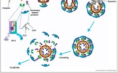 Endocytosis Mechanism of ADC Drugs