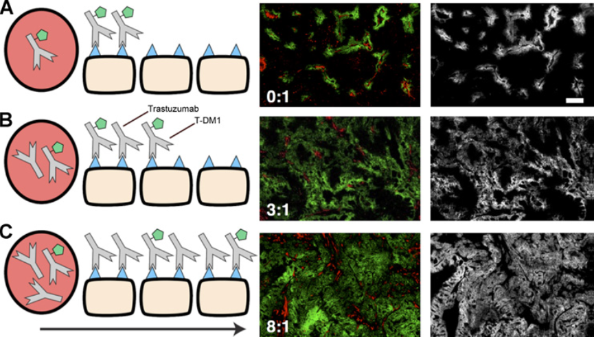 Bottlenecks in ADC Drug Efficacy