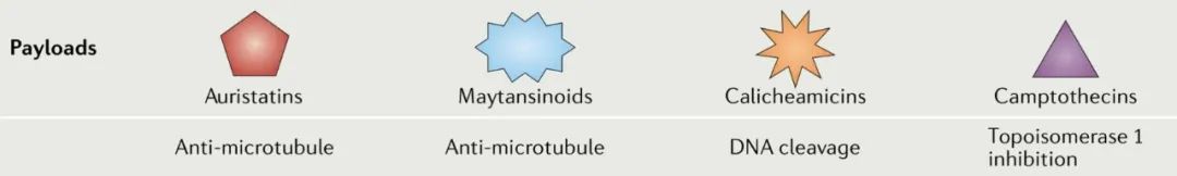 Structure and Function of Antibody-Drug Conjugates (ADC)