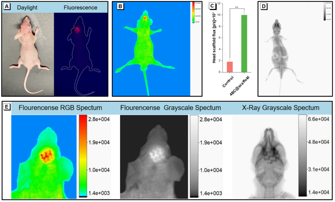 AIE-Enabled 3D Printed Scaffolds for In Situ Imaging and Anti-Inflammatory Function