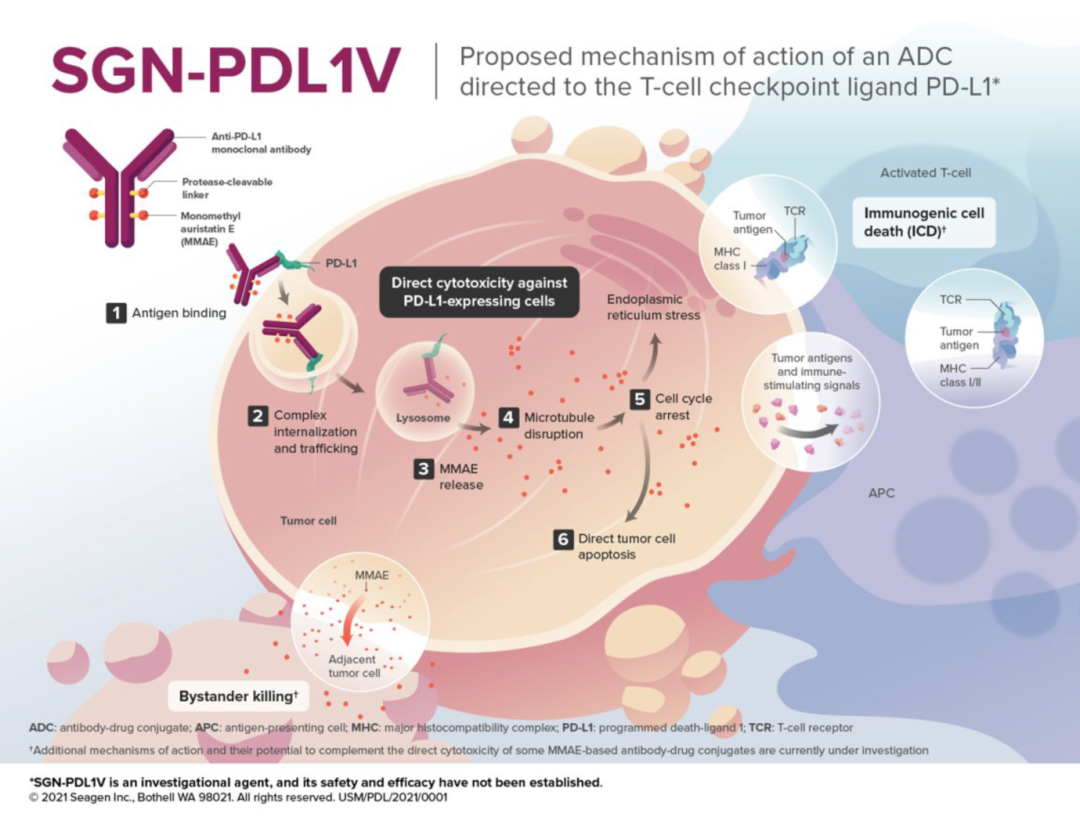 ADC Technology Report: Forecast of Next-Generation ADC Development