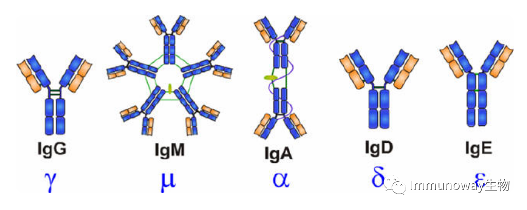 Principles and Color Matching of Secondary Antibody Selection
